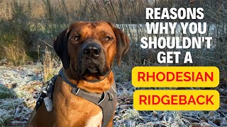 Why you shouldnt get a Rhodesian Ridgeback [upl. by Jahdol]