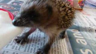 Baby hedgehog playing tug of war [upl. by Eelnyl]