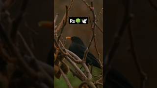 Bird eating food wildlifephotographynature short videoytviral short [upl. by Fiester418]