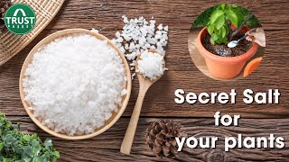 All about Epsom Salt  Benefits of Epsom Salt to Plants [upl. by Anerahs]