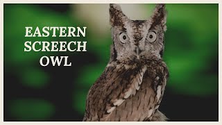 Eastern screech owl call What does eastern screech owl sound like [upl. by Aliak]