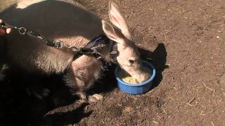 Baby AardvarkCincinnati Zoo [upl. by Anirrak163]