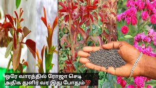 ரோஜா செடி ஒரே வாரத்தில் அதிக துளிர் வர இதை கொடுங்கள்rose plant best fertilizer tamilgarden [upl. by Crawford]