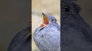 birds alarming animals alarm birdsounds nature love sound youtubeshorts beauty birdlovers [upl. by Anaiuq897]