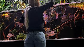 Discus Fish aquarium biotope [upl. by Ivy]