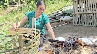 Today Giang fed the chickens and ducks roofed the coop and fenced the eggplant plants [upl. by Helbona891]