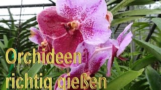 Diese 5 Dinge mußt du bei der Pflege deiner Orchideen beachten  Orchideenpflege für Einsteiger [upl. by Peonir]