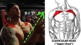 5 Forgotten Upper Chest Exercises NO BENCH NEEDED [upl. by Kronfeld]