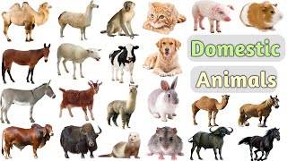 Domestic Animals Vocabulary ll 25 Domestic Animals Name In English With Pictures ll Domestic Animals [upl. by Vins764]