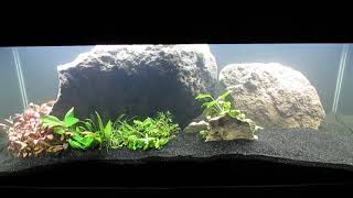 New Home for Anubias Sandwich 122323 [upl. by Ahsemal883]