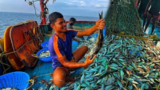 WOW 🤩 Final Day  we caught tons of Mackerel amp Trevally fishes in single catch  Octopus 🐙 [upl. by Eiram859]