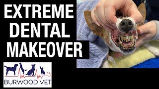 Extreme Dog Dental makeover Some of the worst teeth we have seen [upl. by Barnie]