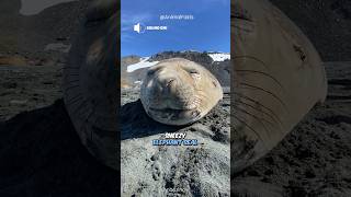 Seal SOUNDS 🔊 Sneezing snoring singing shorts [upl. by Poliard]