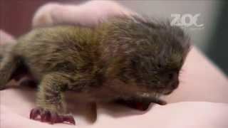 World Exclusive Rare baby pygmy marmoset triplet hand reared in Dublin Zoomp4 [upl. by Enirehtak958]