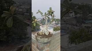 How to grow adenium plants🌿😍indianfarmer indiangardeners gardening phoolpatte adenium shorts [upl. by Ahtaga]