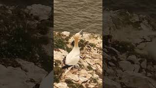 Gannet joining the others flying [upl. by Haidabej]