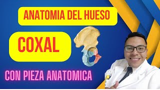 ANATOMIA DEL HUESO COXAL CON PIEZA ANATOMICA [upl. by Saunderson]