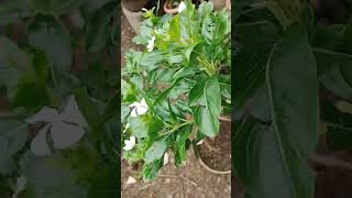 Vinca plant care tips flowertypes garden ytshorts [upl. by Thetes517]