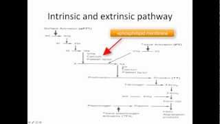 Hemostasis clotting system kallikrenin and regulation [upl. by Noiraa]