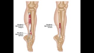 Two Minutes of Anatomy Lateral Lower Leg Muscles  Peroneus Longus amp Peroneus Brevis [upl. by Annauqahs839]