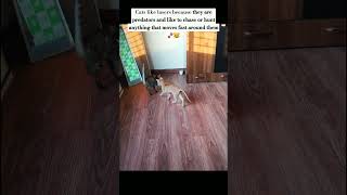 Why cats like lasers Predator instincts activation 😼🐾💓 catvideos laser play [upl. by Tiffani194]