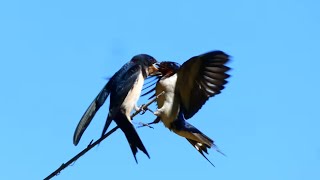 Golondrina Hirundo rustica Pinzón Zorzal Milano Swallow Common chaffin Mistle thrush Kite 4K [upl. by Namaj]