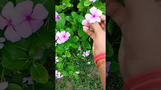 Vinca flower 💓sadabahar mygarden gardening worldnature greenery [upl. by Amil]