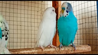 3 Hr Budgies Chirping Talking Singing Parakeets Sounds Reduce Stress  Relax to Nature Bird Sounds [upl. by Nylanej]