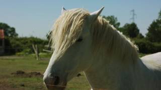 Mas de Perrotin Arles Camargue Gîtes de France Vacances Calme Nature [upl. by Reinke]