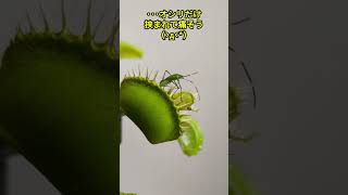 愛しのﾊｴﾄﾘｿｳがまたやらかしてる∑ﾟ◇ﾟﾉﾉI love carnivorous plantsWow Centipede 食虫植物 自然 [upl. by Nola]