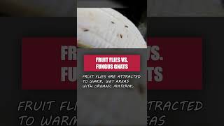 How to Tell Fruit Flies from Fungus Gnats Tiny Kitchen Flies [upl. by Nylasoj]