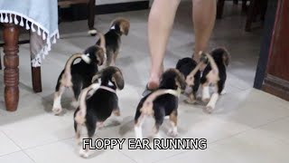 Beagle Puppies following their human [upl. by Nnaarual]