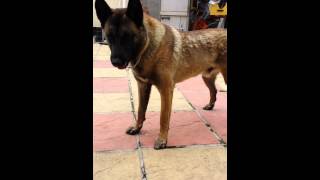 Belgian malinois bark [upl. by Will400]