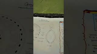 Botany 1st year Gnetum diagram [upl. by Amaras597]