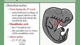 07 branchial arches [upl. by Morette137]