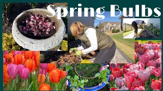 Spring Bulb Planting Ideas in Containers and in the Ground Zone 8 [upl. by Ichabod553]