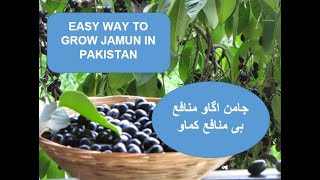 Jamun tree Farming in Pakistan and its Business  Black Jamin Business 2020  Black Java plum [upl. by Theda]