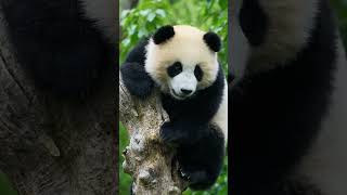 Adorable Panda Moments 🐼 shorts pandadiaries panda shortsfeed pandalife animals funny [upl. by Rosenberg]