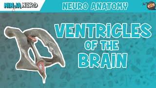 Ventricles of the Brain  Anatomy Model [upl. by Hanoy534]