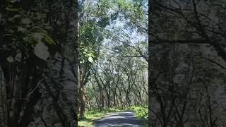 കാട്ടിലൂടെ ഒരു യാത്രMALAYATTOORATHIRAPPILLY FOREST ROUTE👍🏻🥰 [upl. by Blondy]