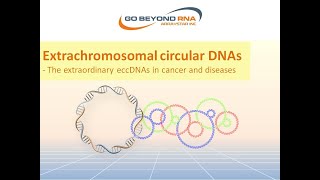 Extrachromosomal circular DNAs The extraordinary eccDNAs in cancer and diseases [upl. by Aven]