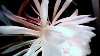 Night blooming cereus Dance of the stamens [upl. by Linnell44]