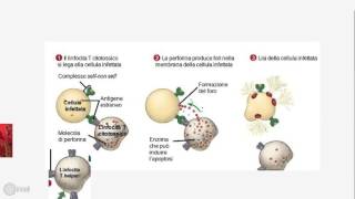 sistema immunitario [upl. by Toomay]