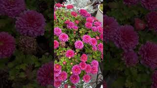 Overwintered mums in full bloom  Backyard Garden Highlights [upl. by Yllib448]