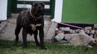 Katrina CarpatCan presa canario female [upl. by Gillie]