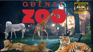 Odense Zoo Denmark Walking Tour 2023 Christmas lights Special 4K மிருகக்காட்சிசாலை டென்மார்க் [upl. by Billen43]