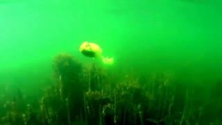 Miuras Mouse underwater footage [upl. by Chong]