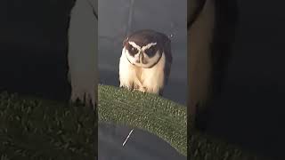 SPECTACLED OWL [upl. by Charlton891]