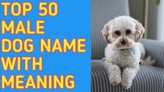 TOP 50 Most Popular Male Dog Names With Meaning  Reine O [upl. by Anatol232]