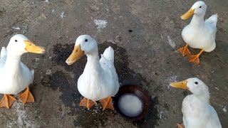 Duck Sound  Duck Noises and Quacking Sound  Pets Food and Care [upl. by Faust]